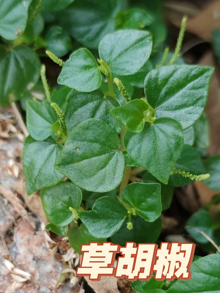 植物求科普|草胡椒,有鱼腥味的野菜草药-度小视