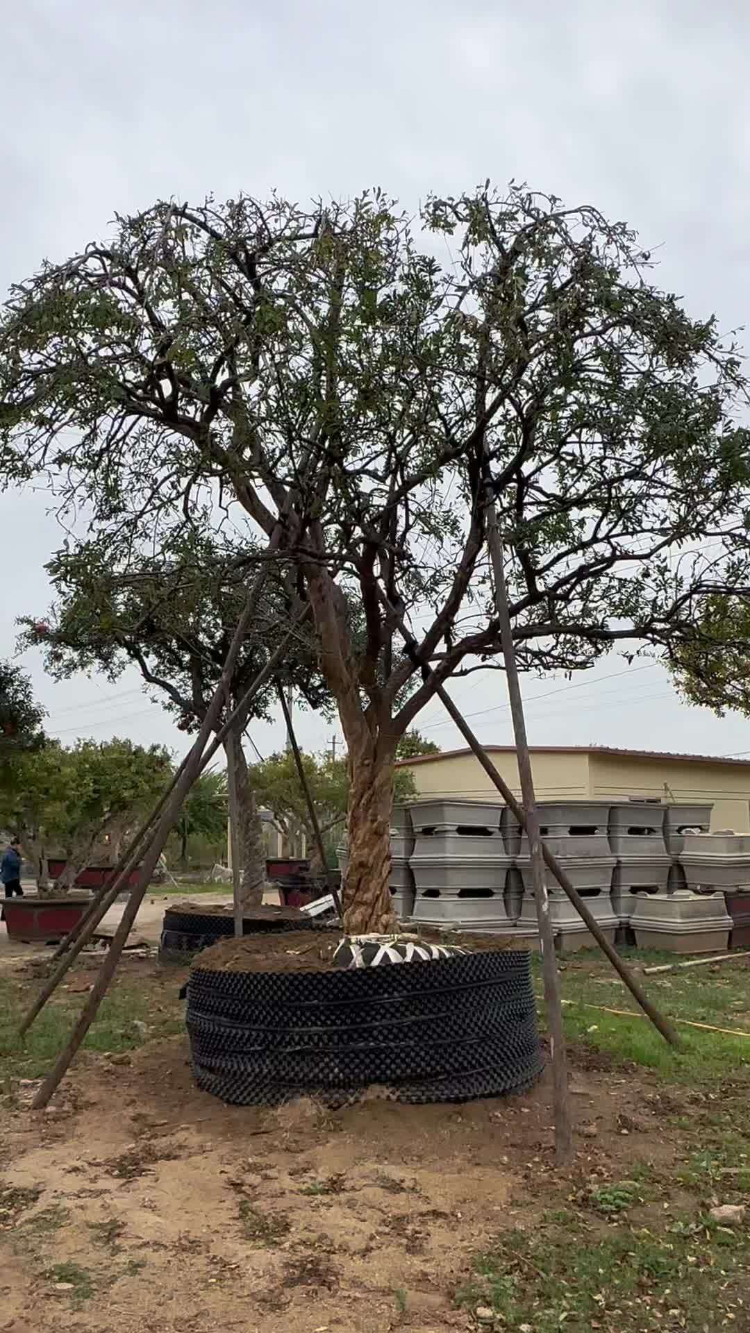 牡丹花石榴树的特征图片