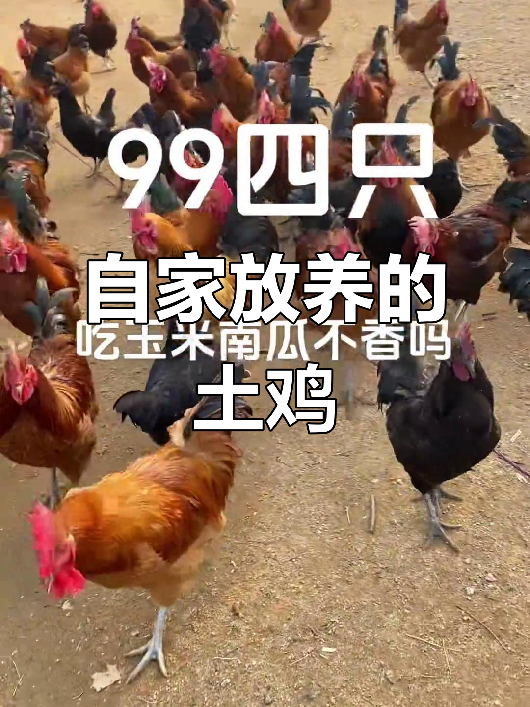 养100只土鸡一年收入(养兔子100只一年挣多少钱)