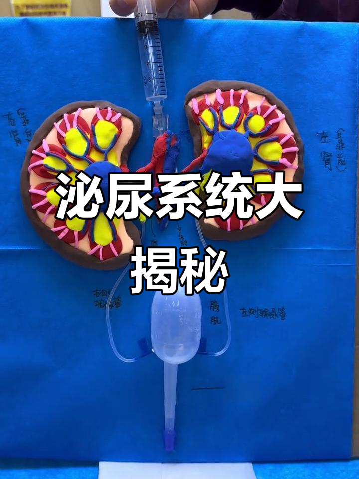 用粘土打造肾模型,完美呈现泌尿系统运作!