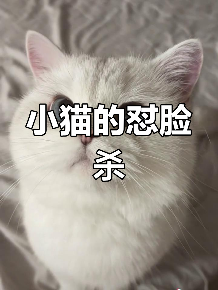 猫咪委屈眼神,萌到不行!这一幕没拍下来后悔一辈子