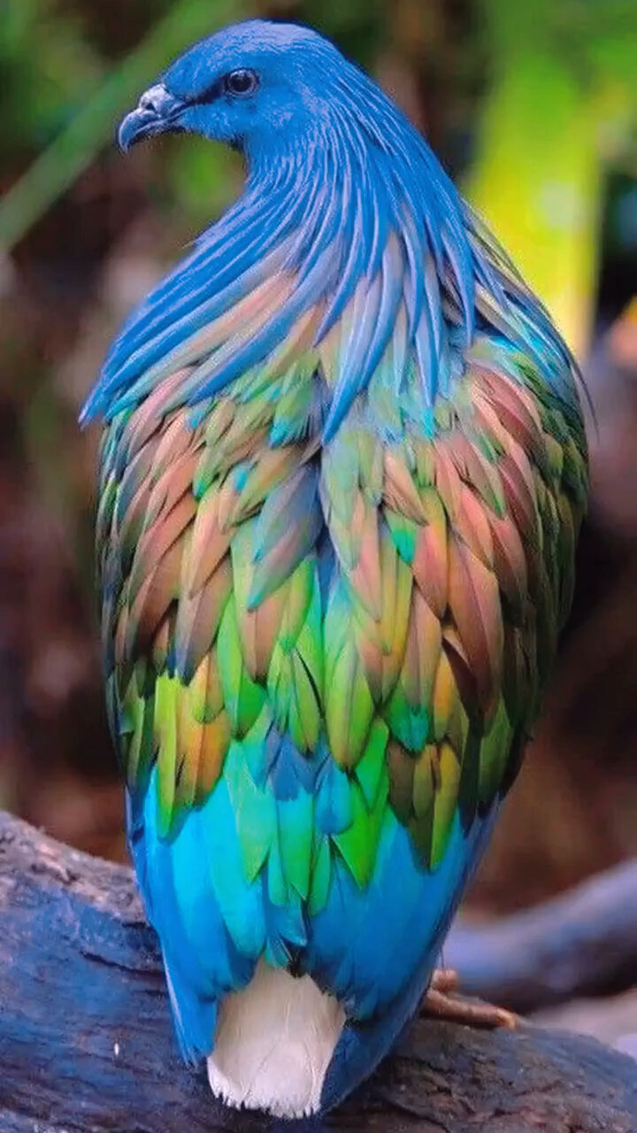 世界上最美的鸽子《绿蓑鸠》