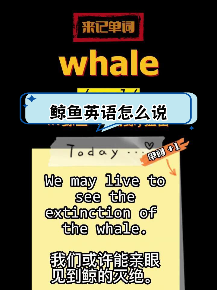 whale的发音与意思解析
