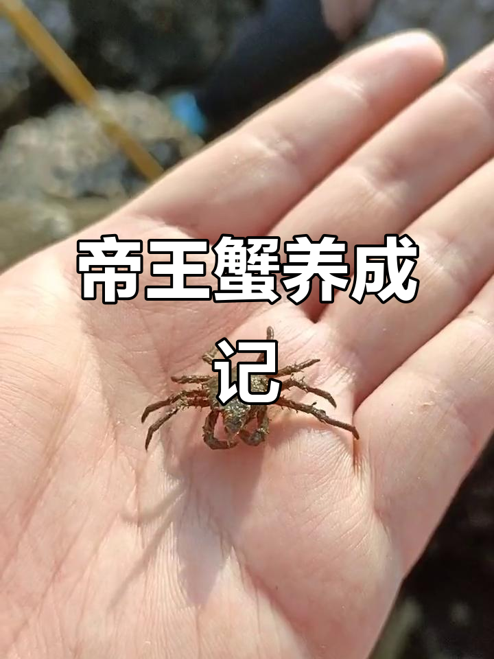 帝王蟹幼崽,养一年就能成大餐!