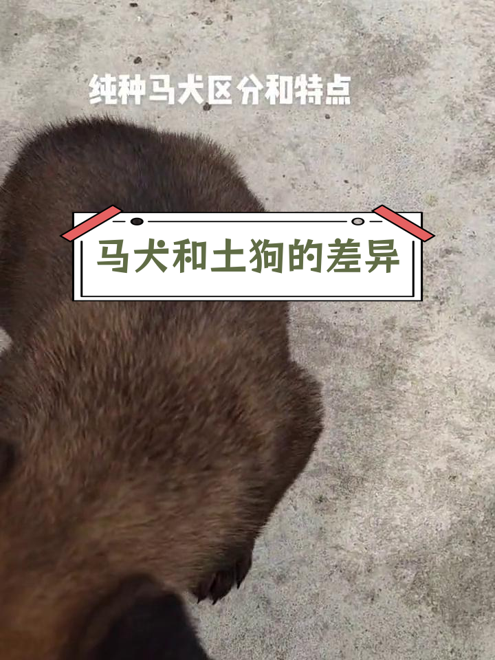 马犬和细狗的杂交图片