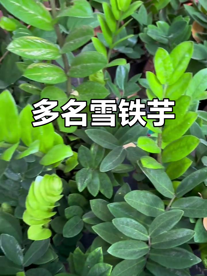 雪铁芋,别名繁多,形态独特