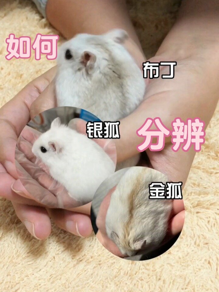 如何分辨布丁,银狐,金狐仓鼠?