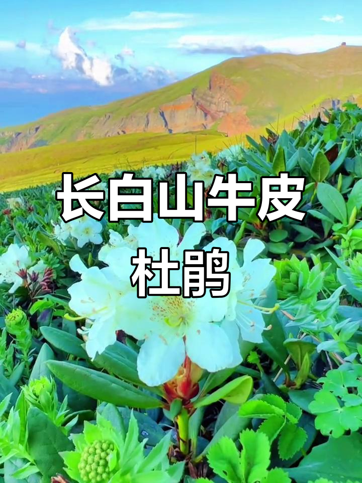 探秘长白山牛皮杜鹃花,惊艳你的视觉!