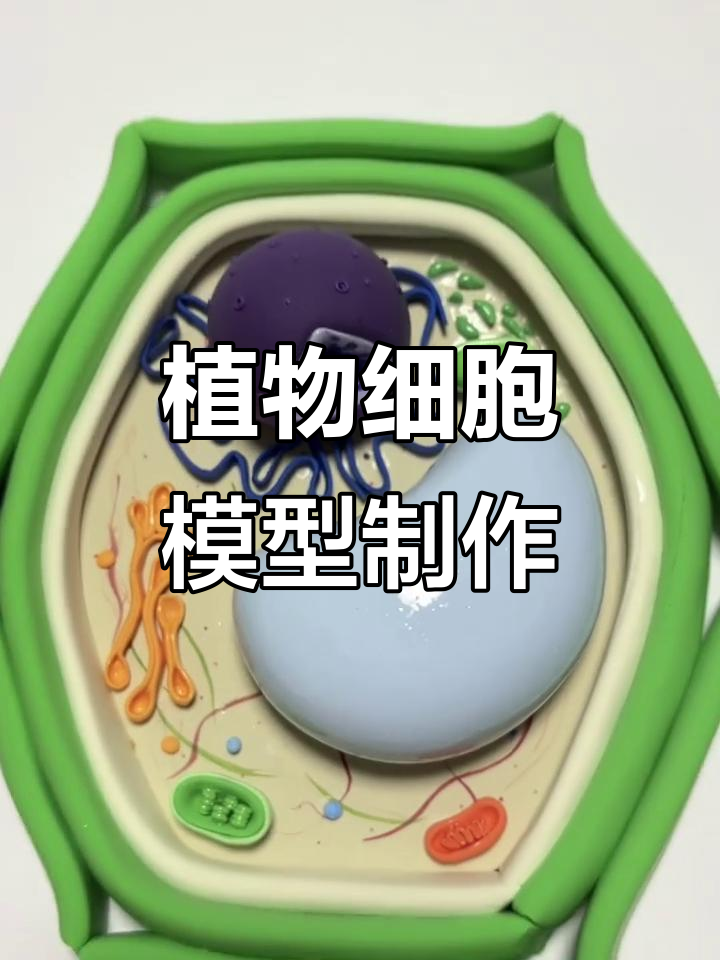 植物细胞模型制作:从粘土到立体展示