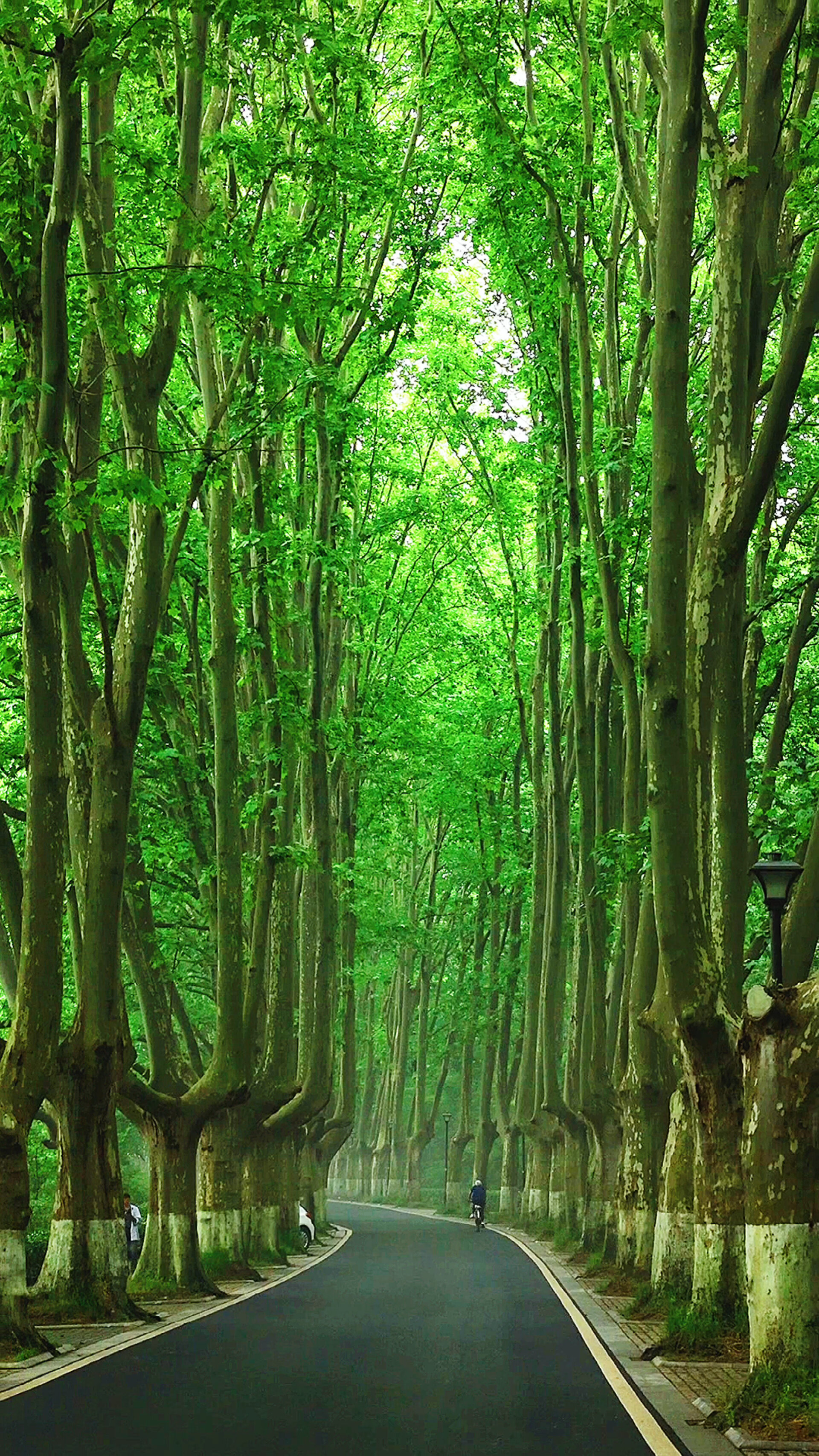 南京灵谷寺路的法国梧桐树|雨后
