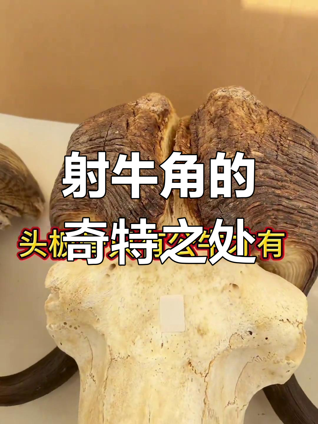北极麝牛角揭秘:头板骨与脚部珠子的独特魅力