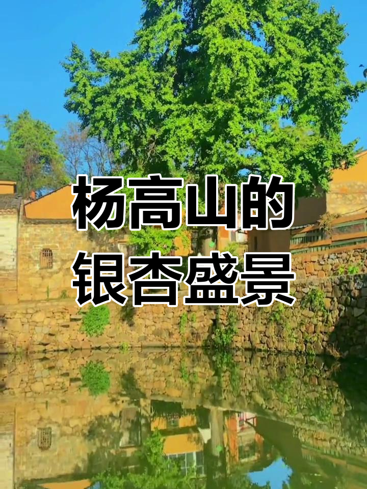 银杏叶黄,游客如织,河南新县杨高山成打卡圣地