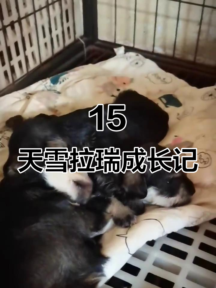 15天雪拉瑞幼犬,长得像土狗?