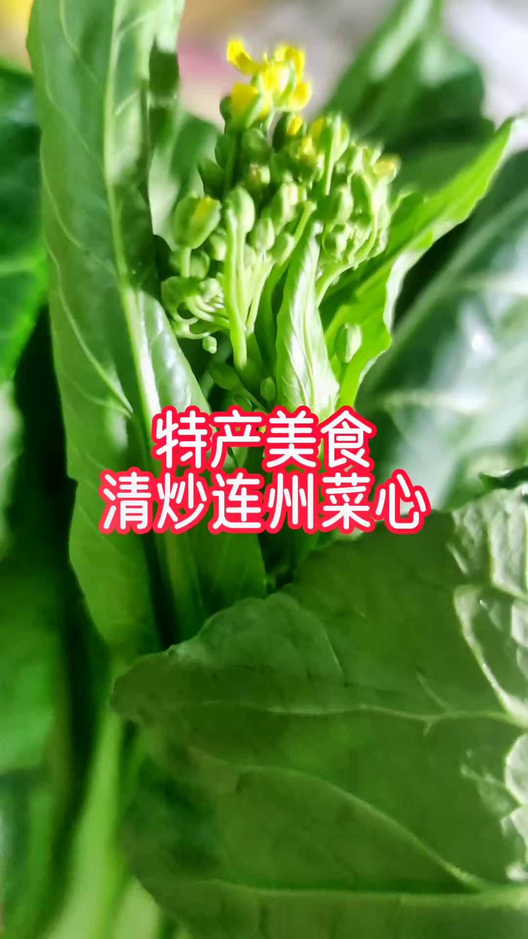 连州菜心 不用开车几百公里