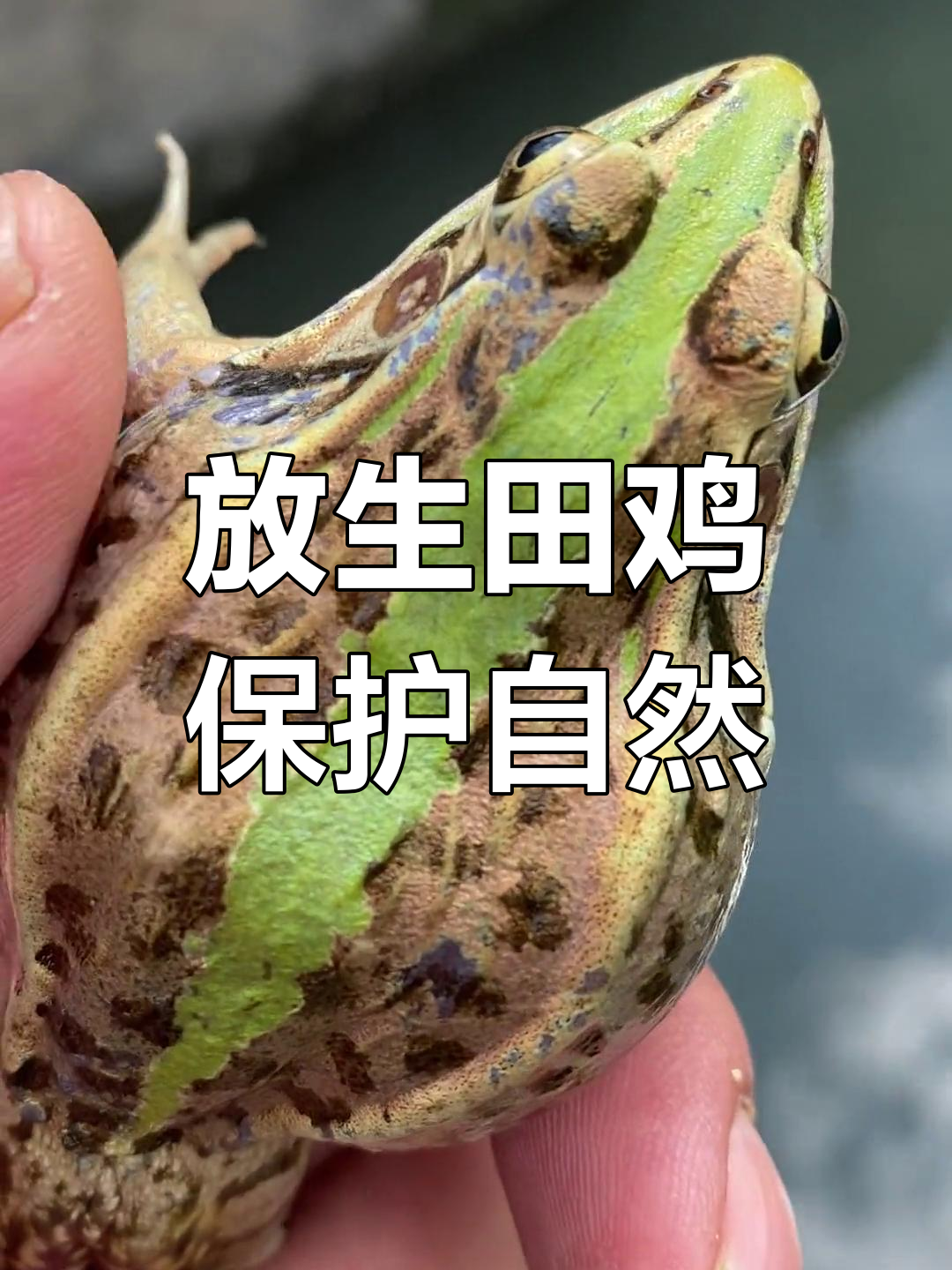 野生田鸡与虎纹蛙的奇妙邂逅