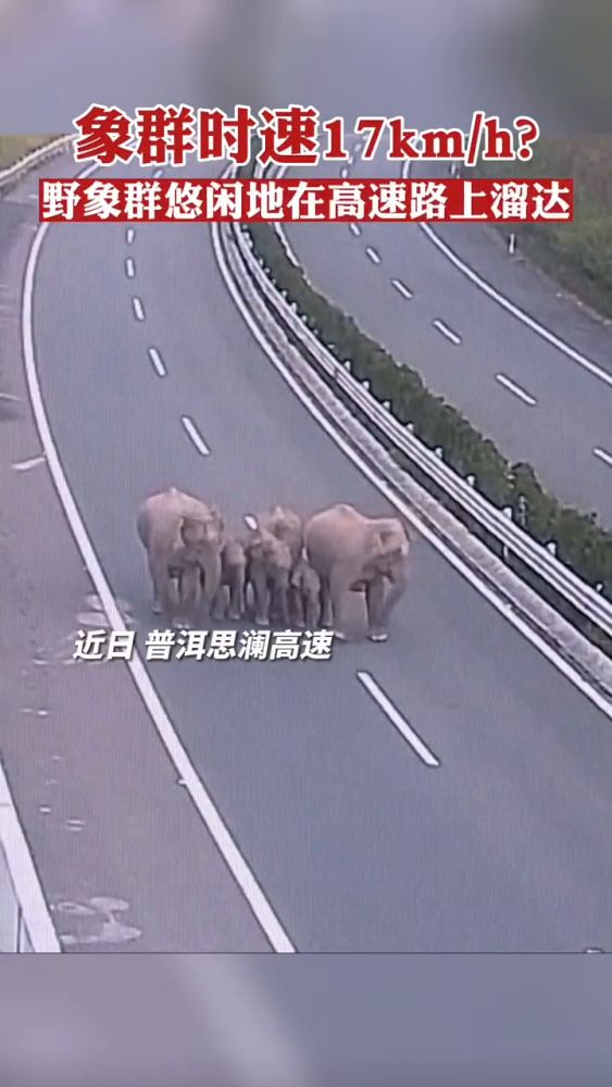 调皮!云南野象组队逛高速 测速牌显示17km/h,自然,动物,好看视频