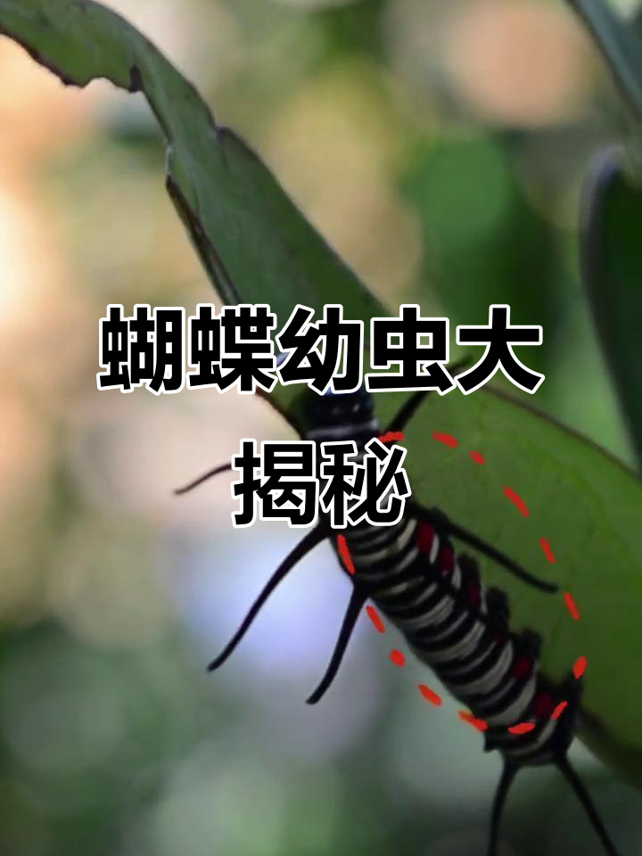 蝴蝶幼虫形态各异,野外遇见你能认全吗?