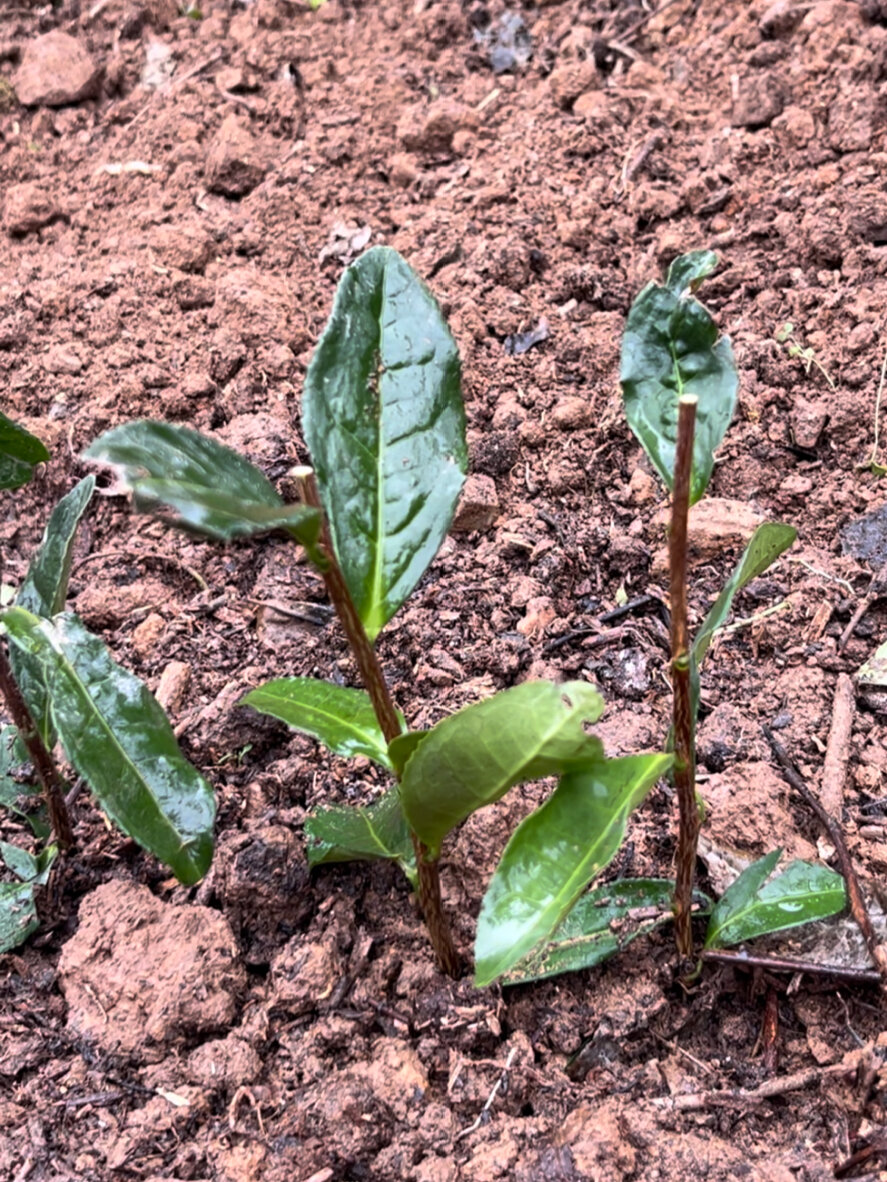 小茶苗生长到大茶树竟然要这么久?