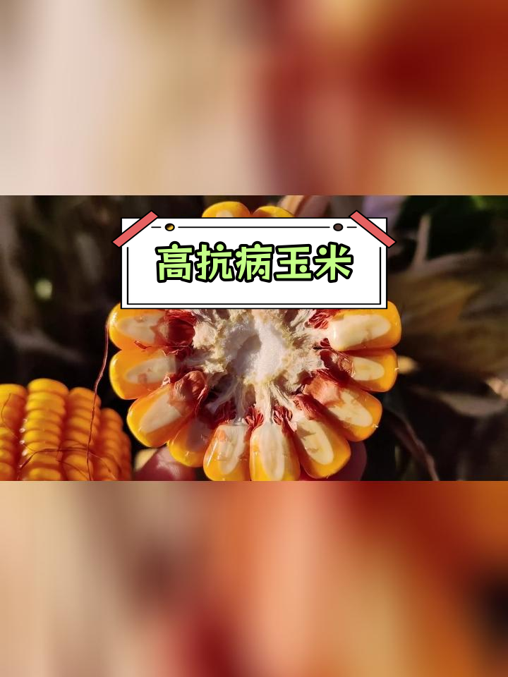 山东夏播玉米高产品种图片