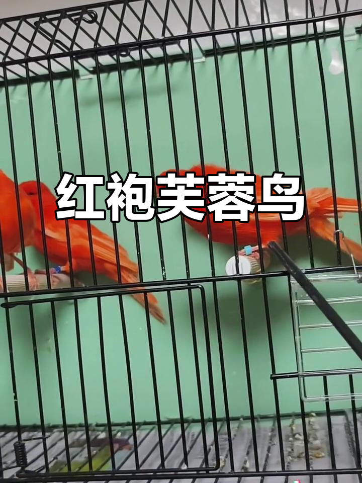 纯红大红袍芙蓉鸟,金丝雀般的美丽小鸟