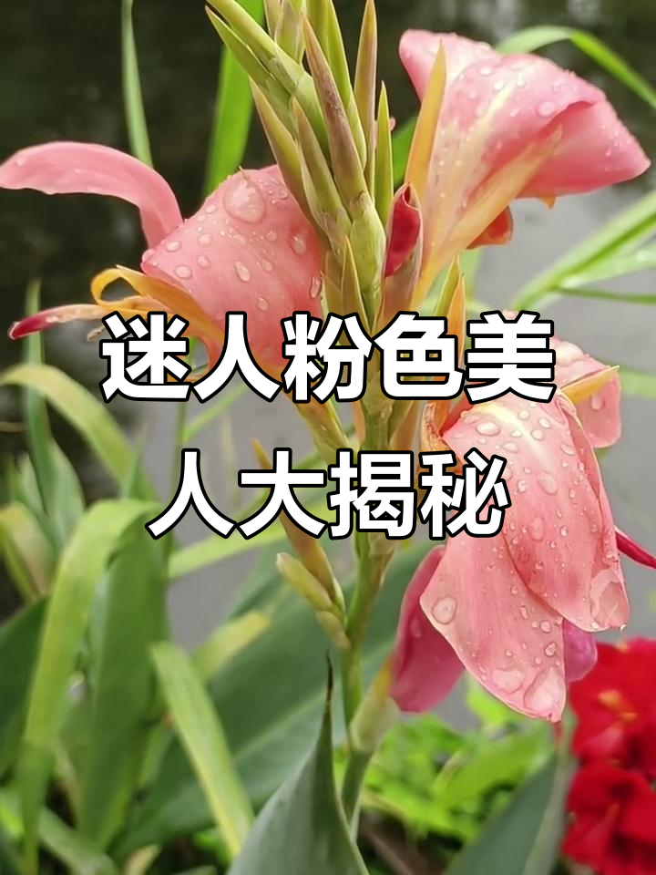 美丽动人的粉美人,娇嫩无比让人心动