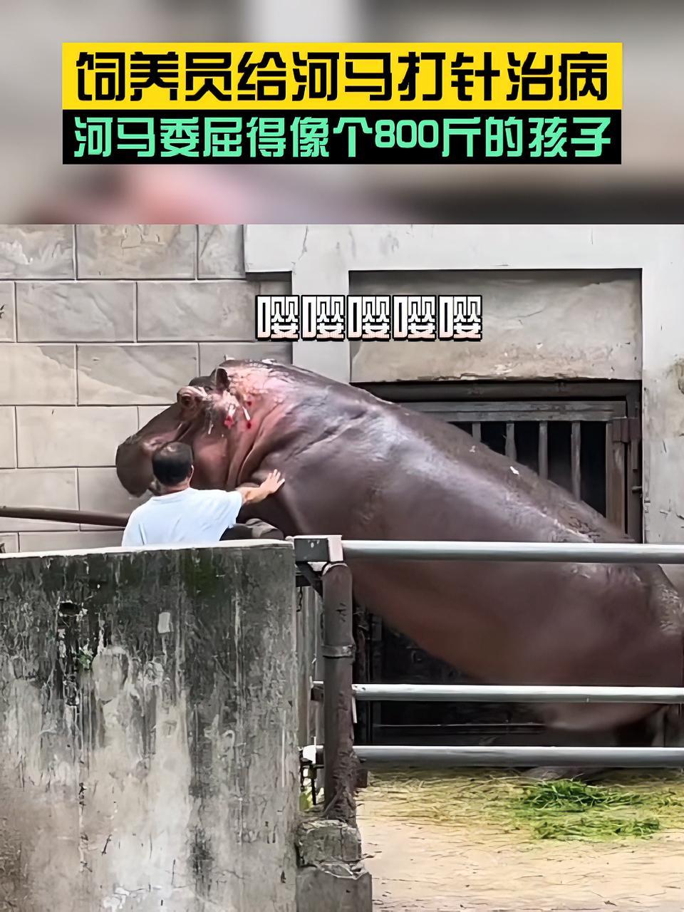 原来河马也怕打针 饲养员给河马打针治病,河马委屈得像个800斤的孩子
