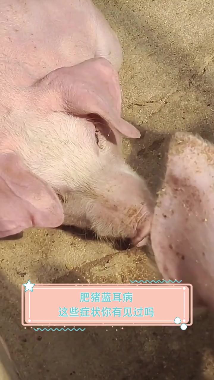 肥猪蓝耳病,这些症状你有见过吗