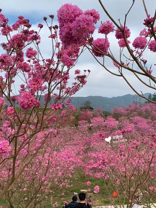 江门看花|浪漫的紫风铃花海～-度小视