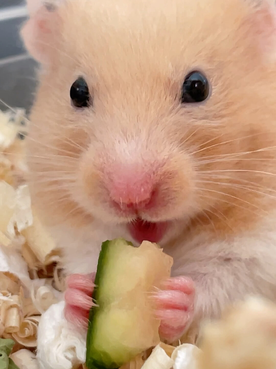 金丝熊一分钟西瓜吃播