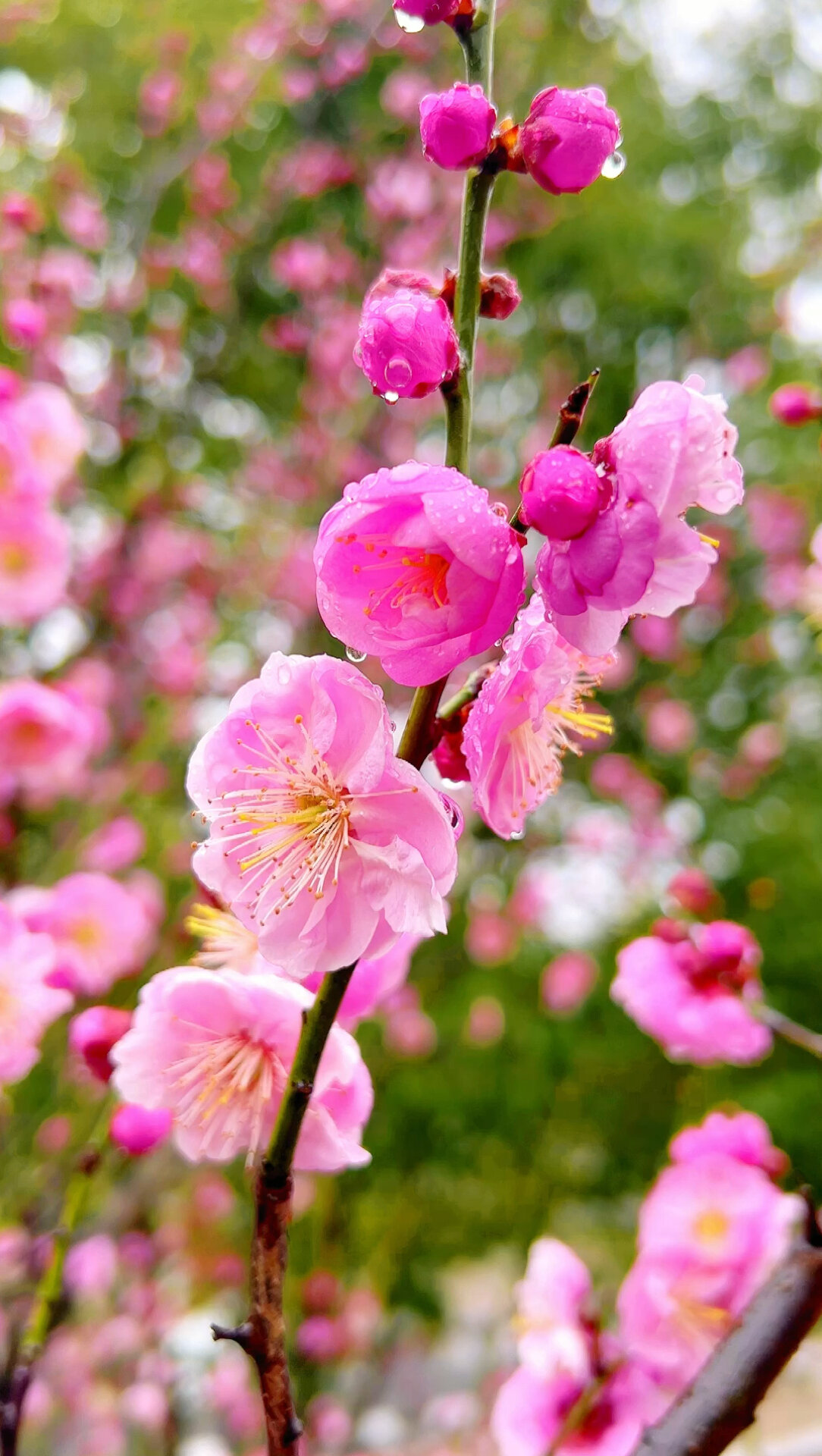 梅花香自苦寒来不负春光独自开玉朵琼枝含粉黛可吟诗句画图栽