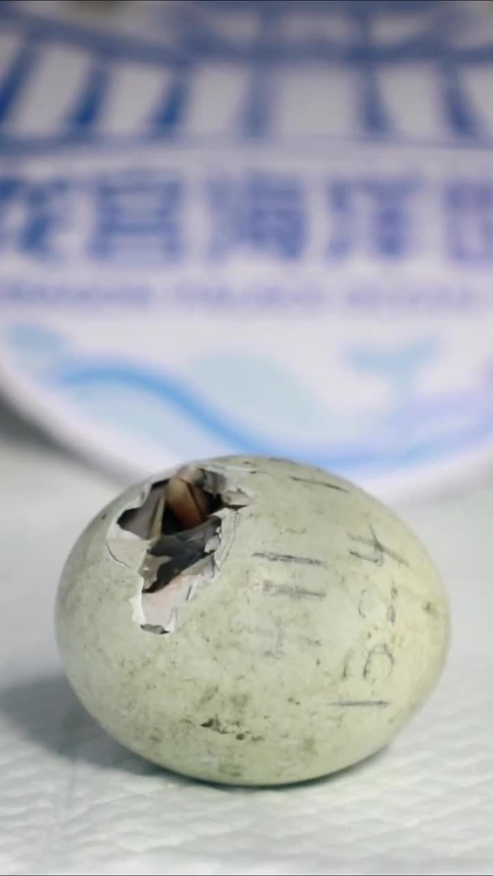 近距离看企鹅宝宝破壳而出 为这一刻驯养师连续守护30多天-度小视