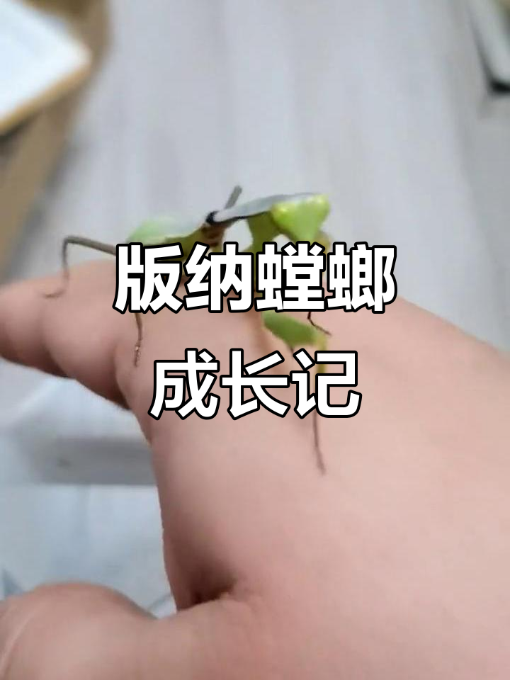 精心挑选的版纳螳螂,从4龄到8龄见证它的成长!