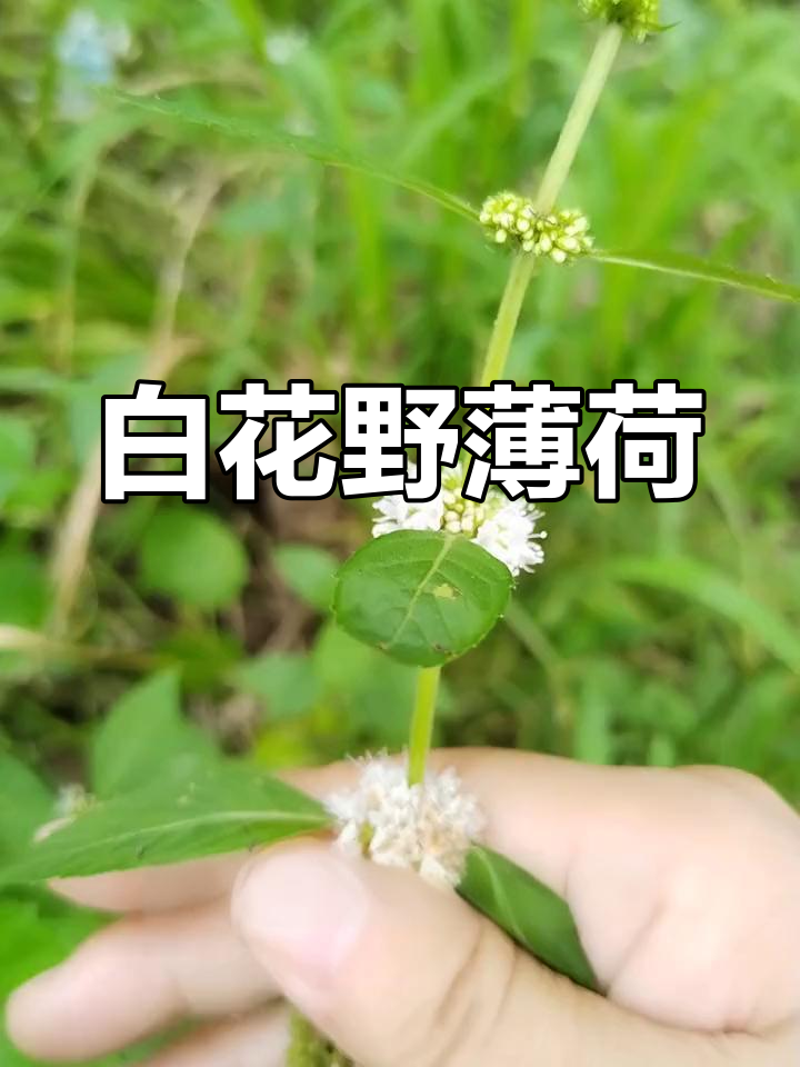 野薄荷开白花,香气扑鼻!你见过吗?