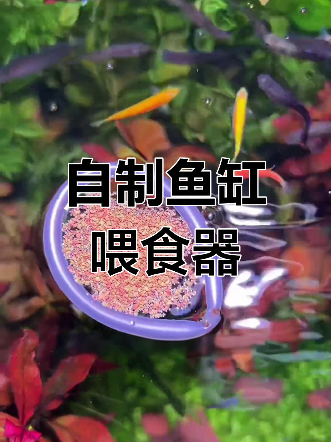 diy鱼缸自动喂食器图片