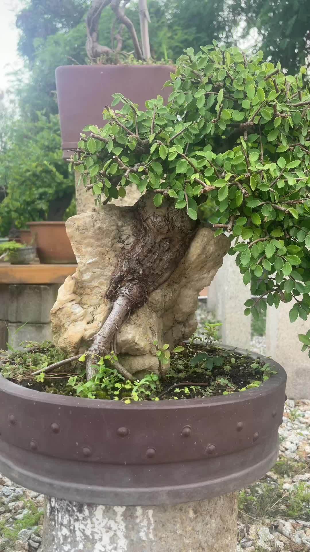 小叶榆树 盆景 盆景艺术 我爱盆景 岭南盆景 榆树-度小视