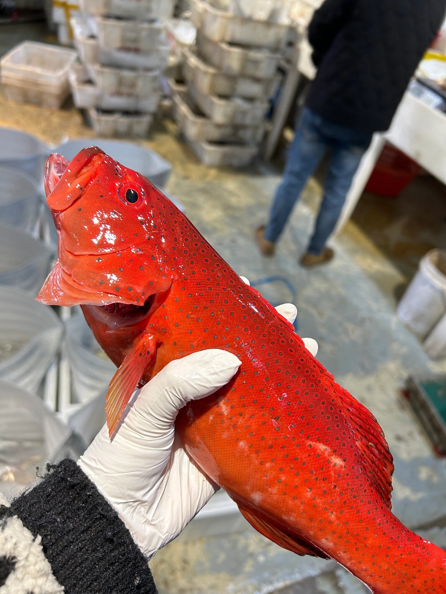 2.2鲜活东星斑170一斤,江浙沪皖包邮-度小视