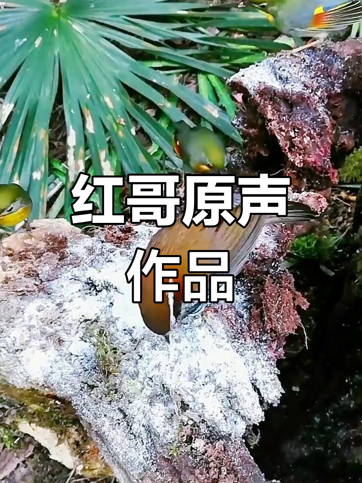 母相思鸟叫声大全集图片