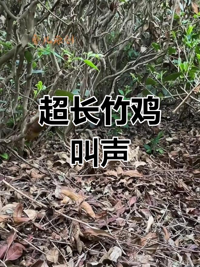 竹鸡公母合鸣,超长原声体验