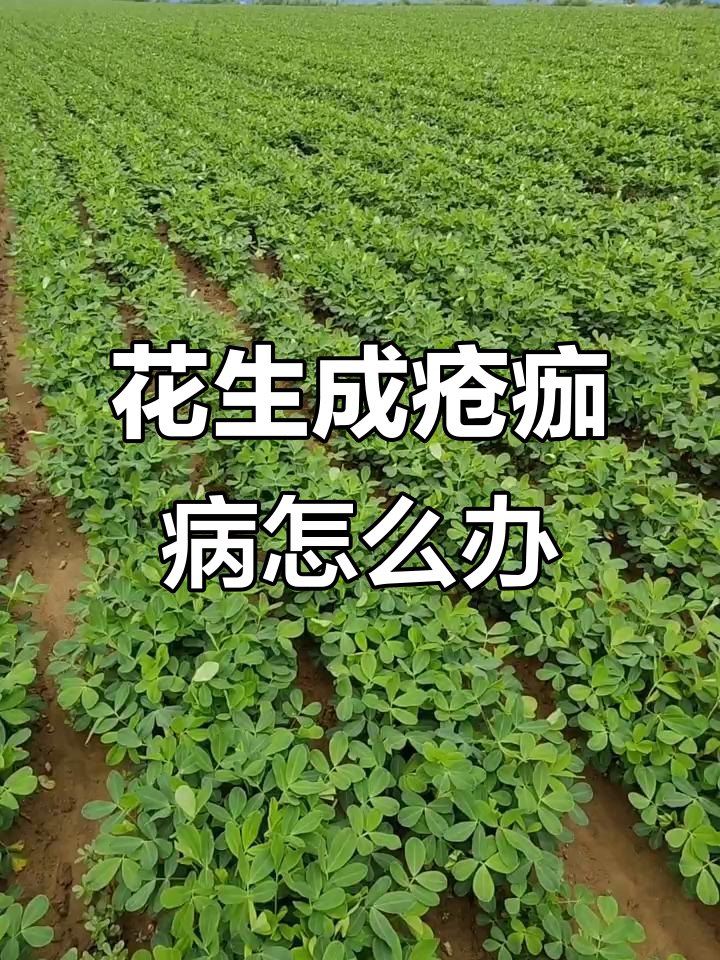 花生疮痂病已发,如何防治?