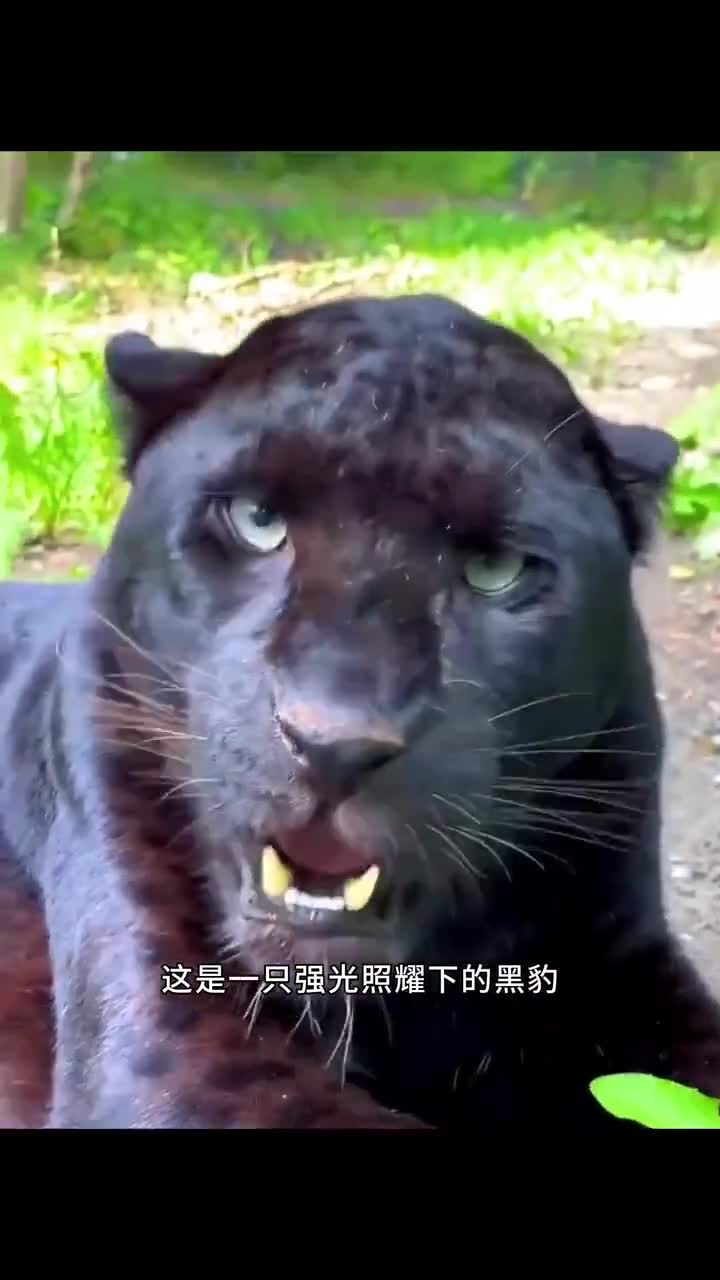 黑豹的介绍和黑豹2剧情分析