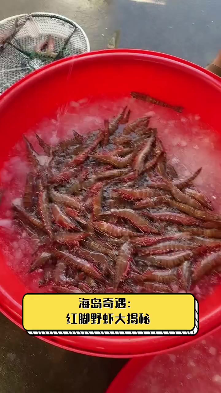 海岛奇遇:红脚野虾大揭秘