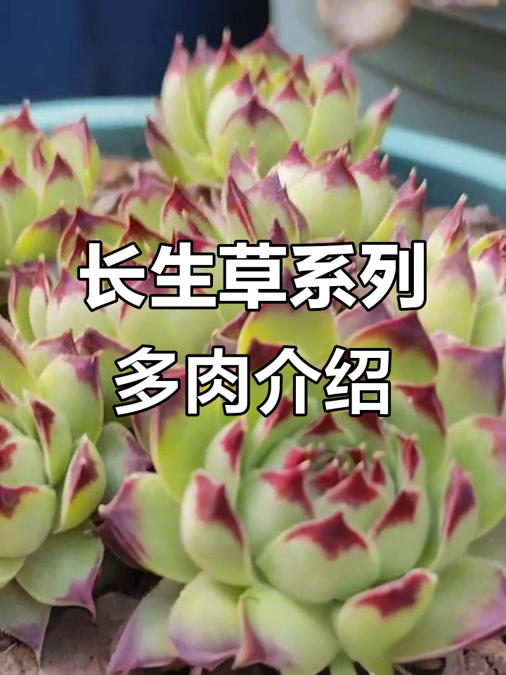 15种长生草多肉品种大揭秘,看看你养了几款?