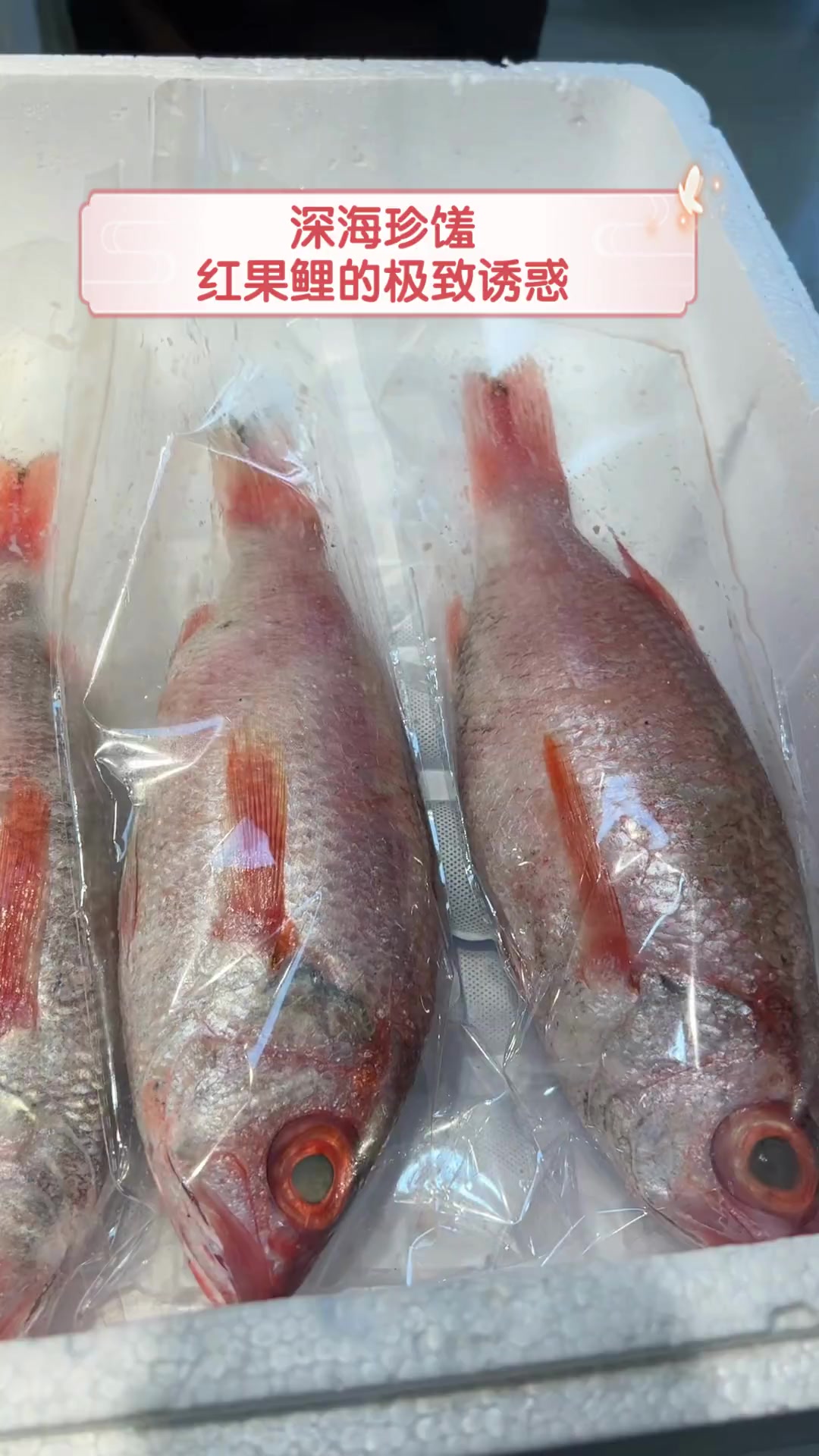 深海珍馐,红果鲤的极致诱惑