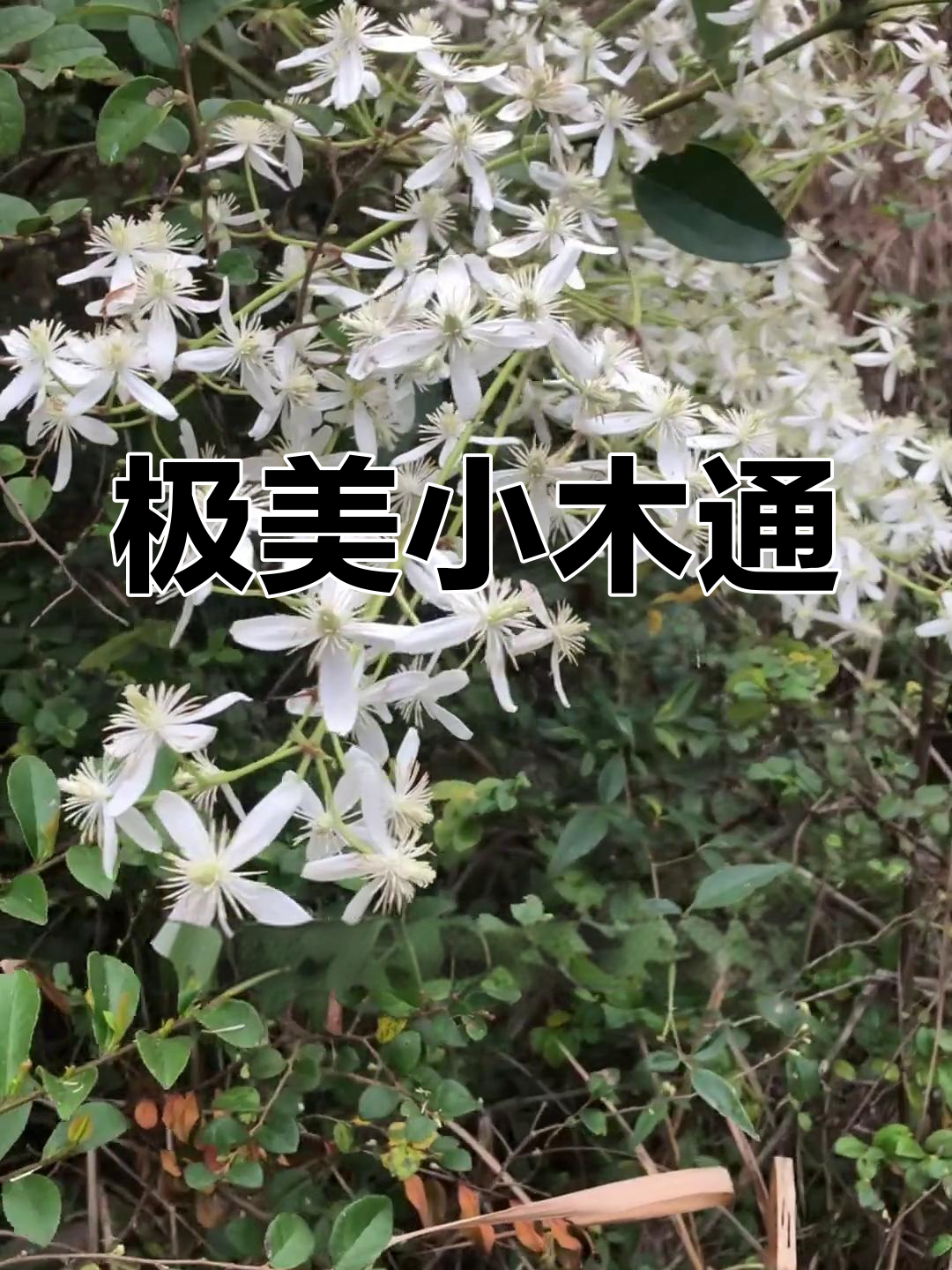 小木通:美丽庭院植物,毛艮科铁线鲢鼠花