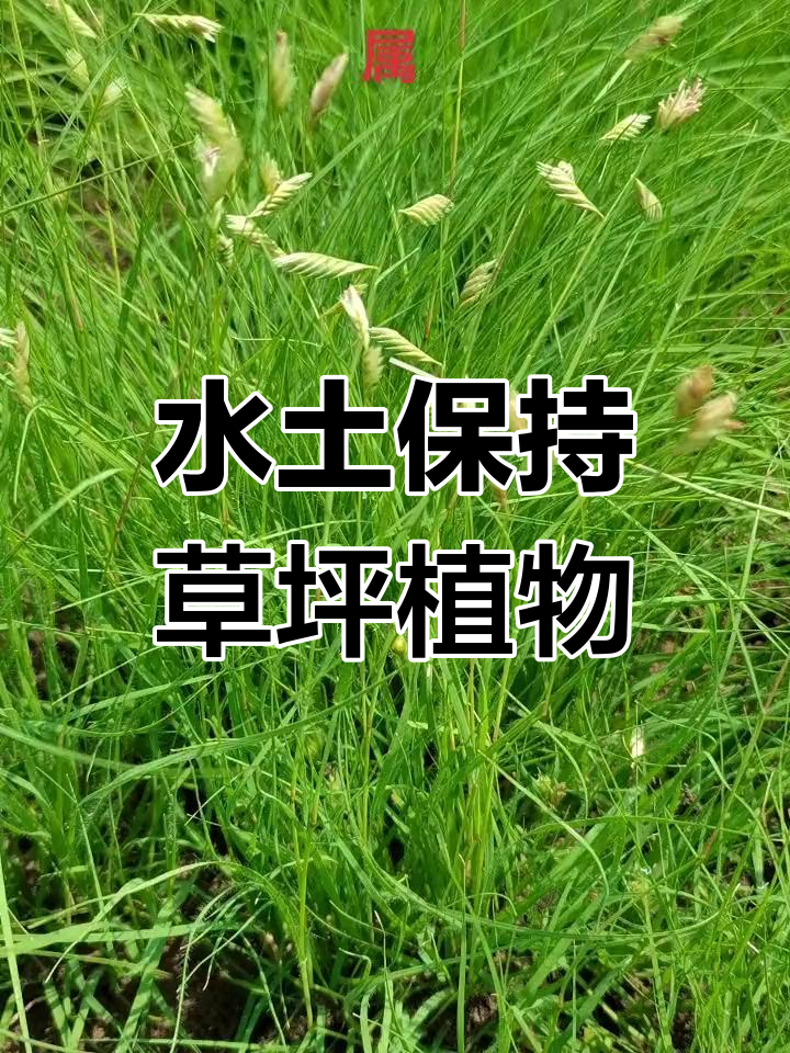 野牛草别名图片