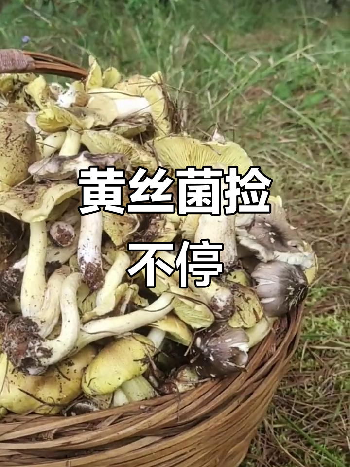 云南野生菌大丰收,黄丝菌捡不完!