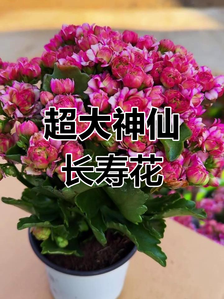 超级女神长寿花,花朵超大超美!