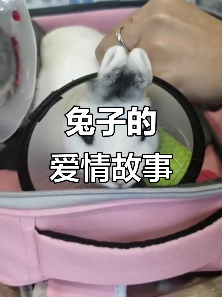 兔子想恋爱