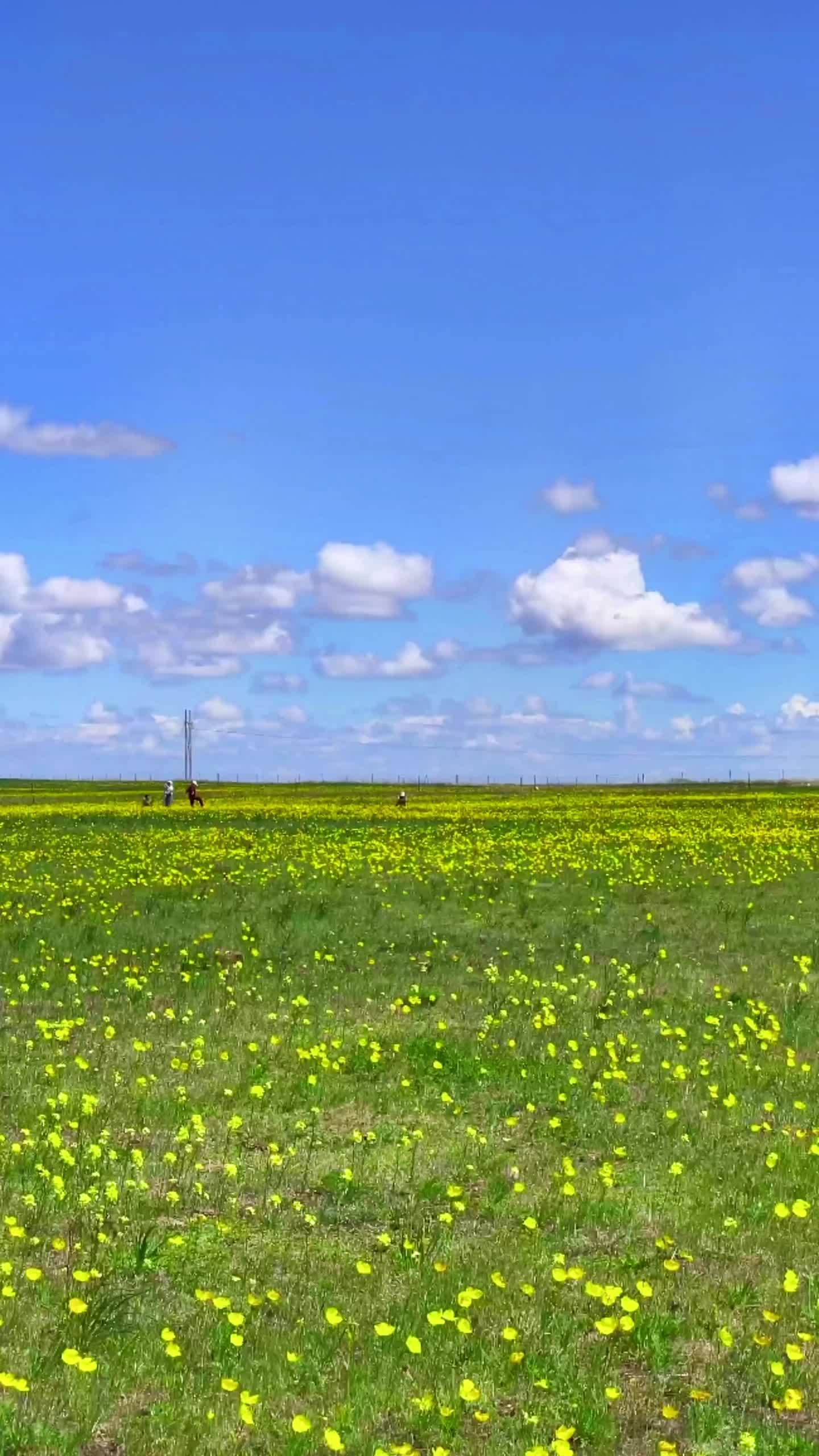 自家后花园 小众旅行地 治愈系风景 呼伦贝尔大草原 关注我带你去旅行