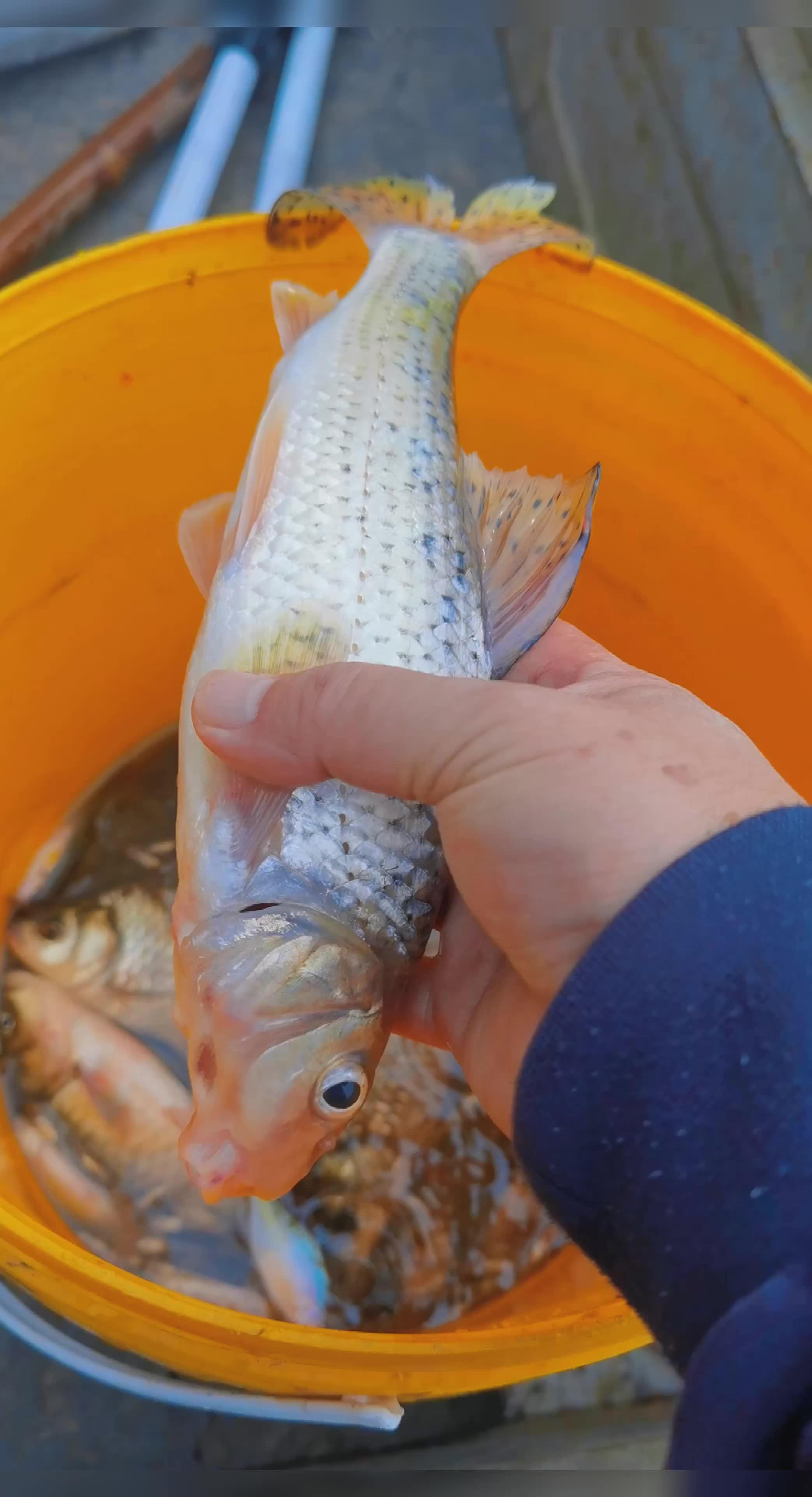 白河大沙轱辘鱼